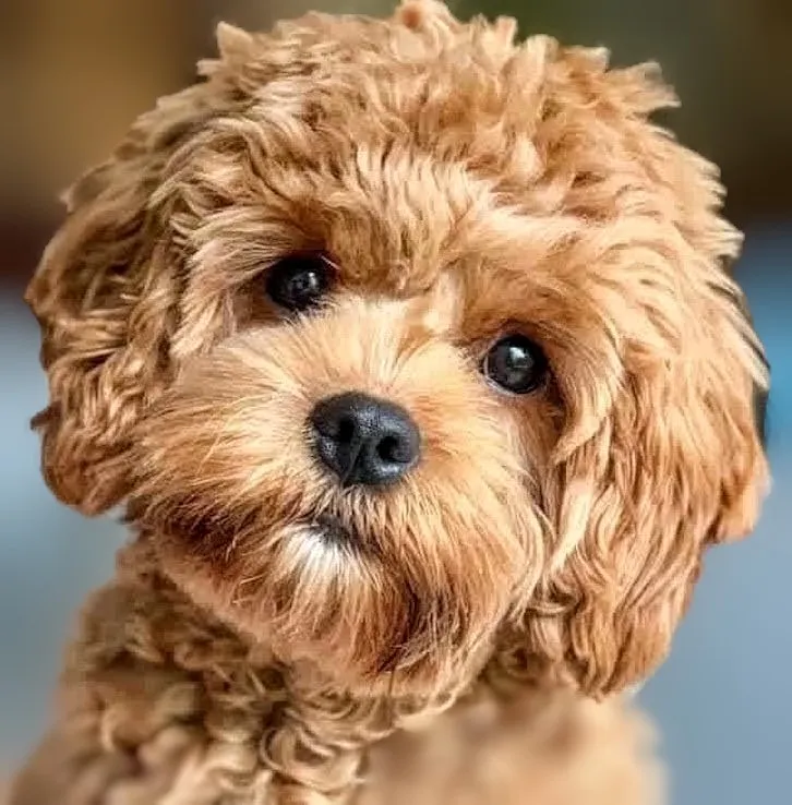 Happy Cavapoo after a stress-free bath and tidy in our Bardon grooming salon