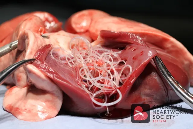 Close-up clinical photograph of adult heartworms inside an opened canine heart.