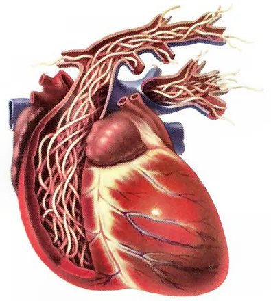 Medical illustration showing adult heartworms within the heart and pulmonary arteries.