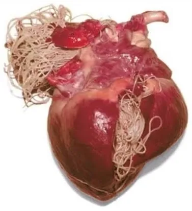 Photograph of a canine heart with numerous adult heartworms extending from its chambers.